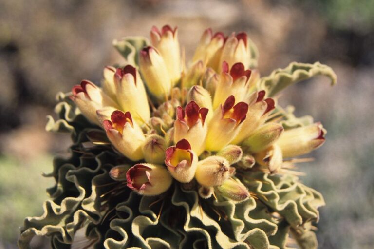 塊根植物パキポディウムの花のクローズアップ