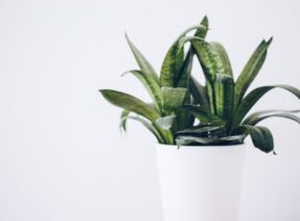 失恋直後でも大丈夫、手間いらずの観葉植物で心を休める