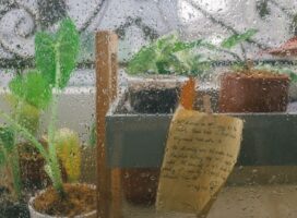 雨粒がついた窓越しに見える室内の観葉植物たち