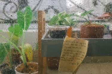 雨粒がついた窓越しに見える室内の観葉植物たち