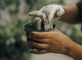 失恋を癒す園芸療法とは？植物を育てる習慣が心の回復を支える理由