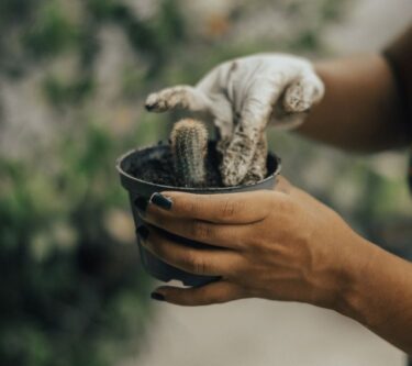 失恋を癒す園芸療法とは？植物を育てる習慣が心の回復を支える理由
