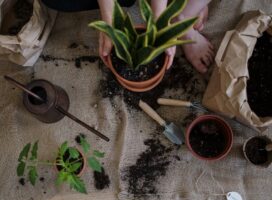 A serene scene of home gardening with potted plants and tools on a burlap mat.