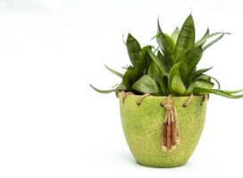 健康運が上がる植物とは｜空気清浄効果もある観葉植物を紹介
