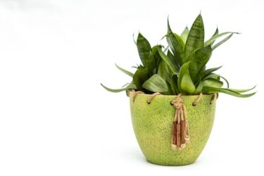 健康運が上がる植物とは｜空気清浄効果もある観葉植物を紹介