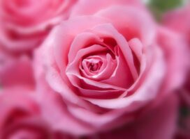 恋愛運が上がる植物とは｜風水で選ぶ観葉植物とピンクの花