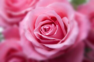 恋愛運が上がる植物とは｜風水で選ぶ観葉植物とピンクの花