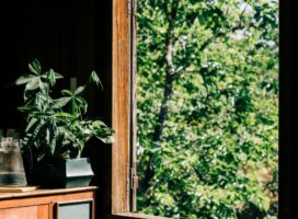 金運が上がる植物とは｜風水で選ぶ観葉植物の置き方ガイド