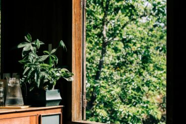 金運が上がる植物とは｜風水で選ぶ観葉植物の置き方ガイド