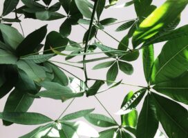 観葉植物の定番パキラ・ガジュマルと風水の関係を徹底解説
