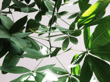 観葉植物の定番パキラ・ガジュマルと風水の関係を徹底解説