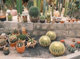 厄除け・魔除けに良いとされる植物とは｜棘のある植物の風水的な意味