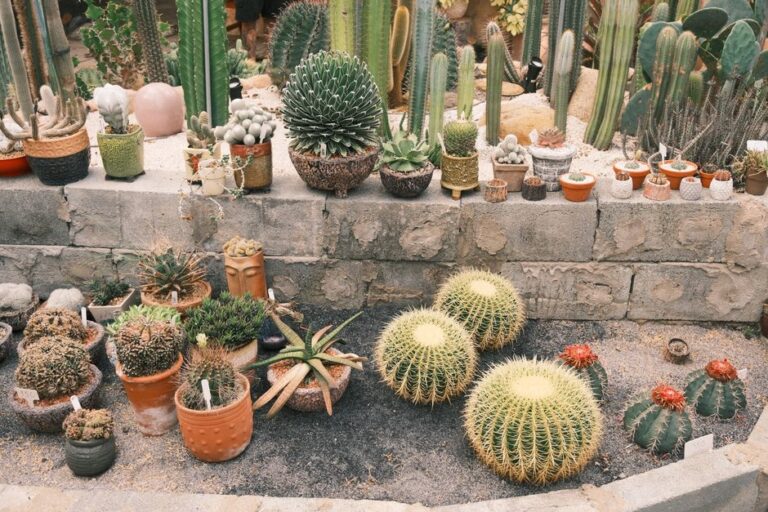 A vibrant collection of cacti and succulents in a garden setting.