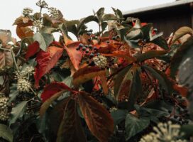 季節の変わり目に置き換えたい開運植物とは｜春夏秋冬別ガイド