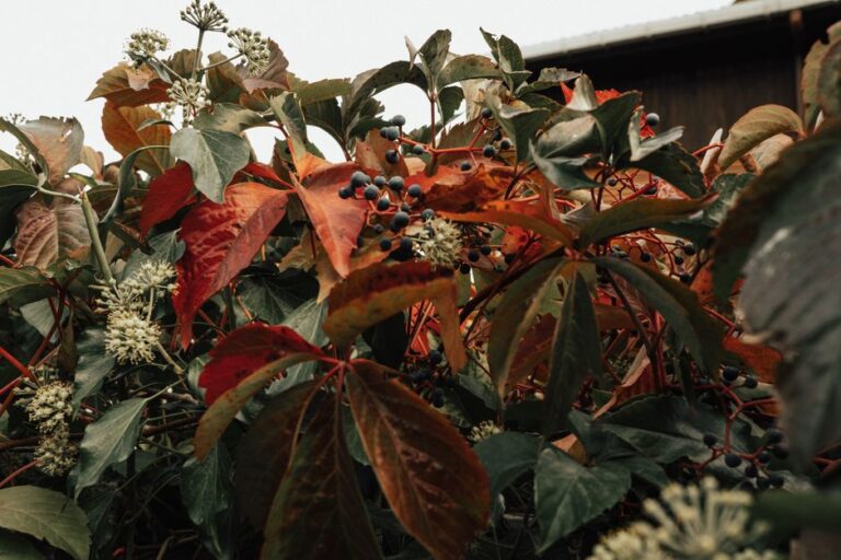 Vibrant autumn foliage of Virginia creeper with clusters of dark berries.