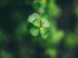 多肉植物と風水の関係とは｜丸い葉が運気を呼ぶ理由を解説