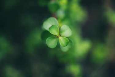 多肉植物と風水の関係とは｜丸い葉が運気を呼ぶ理由を解説