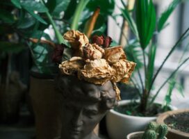 Artistic arrangement of dried roses on a bust sculpture surrounded by indoor plants, creating a vintage aesthetic.