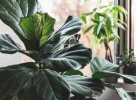 大型植物を好む人と小型植物を好む人の性格診断を徹底比較