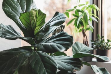 大型植物を好む人と小型植物を好む人の性格診断を徹底比較