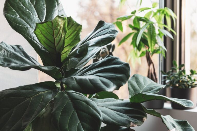 Bright indoor setting with a fiddle leaf fig beside a sunlit window and other houseplants.