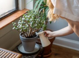 こまめに世話する人の性格診断｜観葉植物・ビカクシダを選ぶ理由