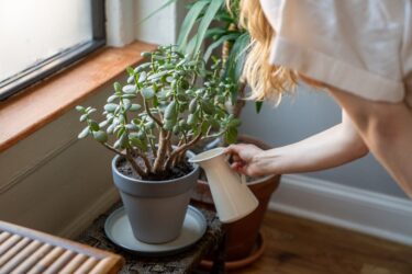 こまめに世話する人の性格診断｜観葉植物・ビカクシダを選ぶ理由