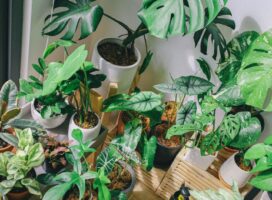 植物を集める「コレクター気質」診断｜品種を増やす人の心理とは