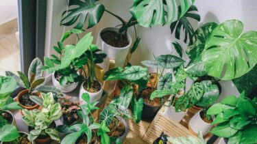 植物を集める「コレクター気質」診断｜品種を増やす人の心理とは