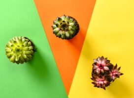 植物の色の好みでわかる性格診断｜緑派・カラフル派の心理を解説
