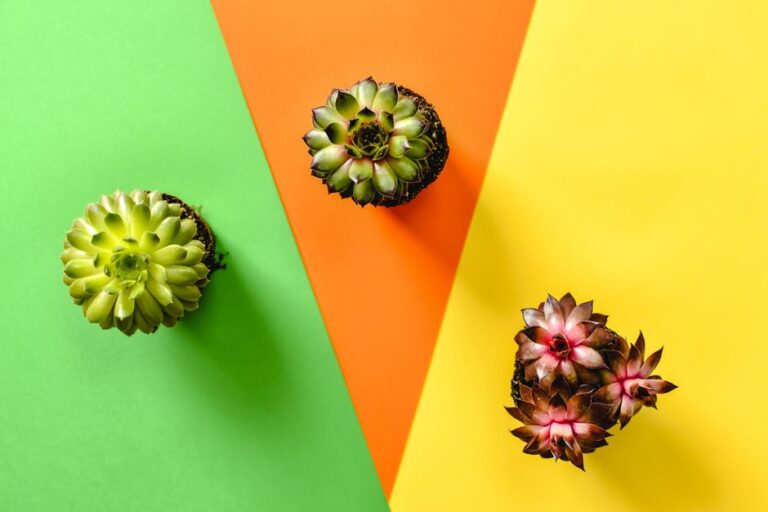 Top view of succulents on a bright multicolor background, showcasing green, orange, and yellow hues.