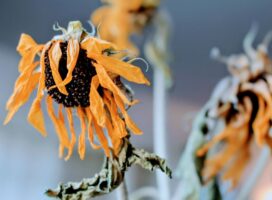 A detailed close-up of wilted sunflowers with dry petals and dark seeds, conveying a sense of decay.