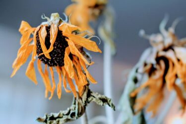 植物の失敗談から見る性格診断｜枯らした経験に表れる心理とは