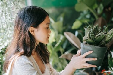 初心者が最初に選ぶ植物でわかる性格診断｜最初の一鉢の心理