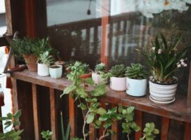 植物の置き場所でわかる性格診断｜屋内派と屋外派の心理を比較