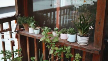 植物の置き場所でわかる性格診断｜屋内派と屋外派の心理を比較