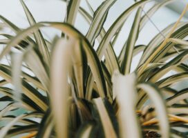 ズボラさんでも育てられる植物診断｜手間いらずの品種で見る性格