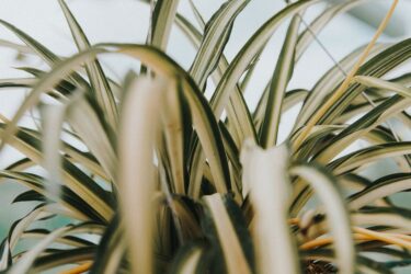 ズボラさんでも育てられる植物診断｜手間いらずの品種で見る性格