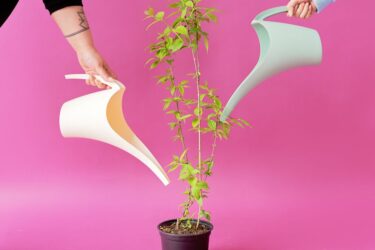 Two people using stylish watering cans to nurture a potted plant against a vibrant pink background.