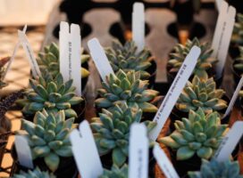 植物の名前の覚え方でわかる性格診断｜学名派・愛称派の心理