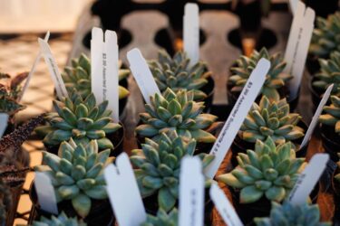Close-up of various succulent plants in pots with price tags.