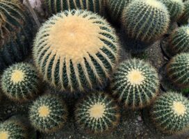 丸くて可愛い植物を好む人の性格診断｜多肉植物派の癒し心理