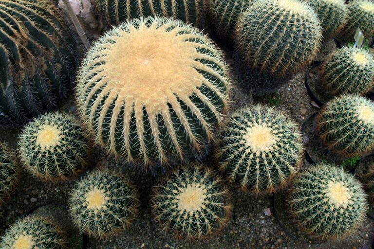 Aerial view of numerous golden barrel cacti in a garden setting, showcasing their unique circular pattern.