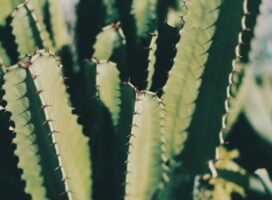 棘のある植物を好む人の性格診断｜アガベ・ユーフォルビア派の心理