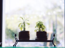 2022年秋冬トレンド植物とは｜観葉植物インテリアブームを振り返る