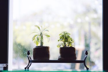 2022年秋冬トレンド植物とは｜観葉植物インテリアブームを振り返る