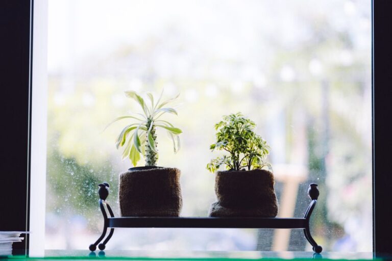 Two potted plants placed on a window sill with a blurred outdoor background, creating a tranquil indoor decoration.