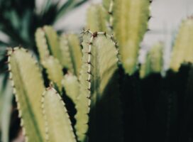 2023年秋冬トレンド植物とは｜ユーフォルビアの造形美ブームを振り返る