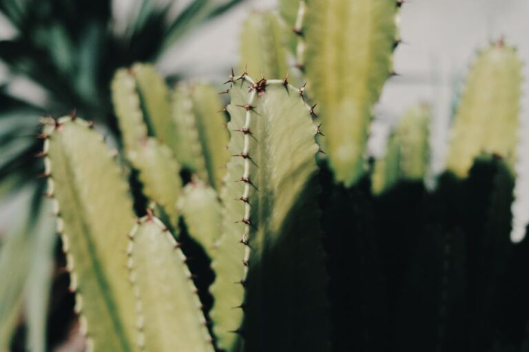 Detailed view of a spiky cactus plant in Brisbane, showcasing natural textures and sunlight.