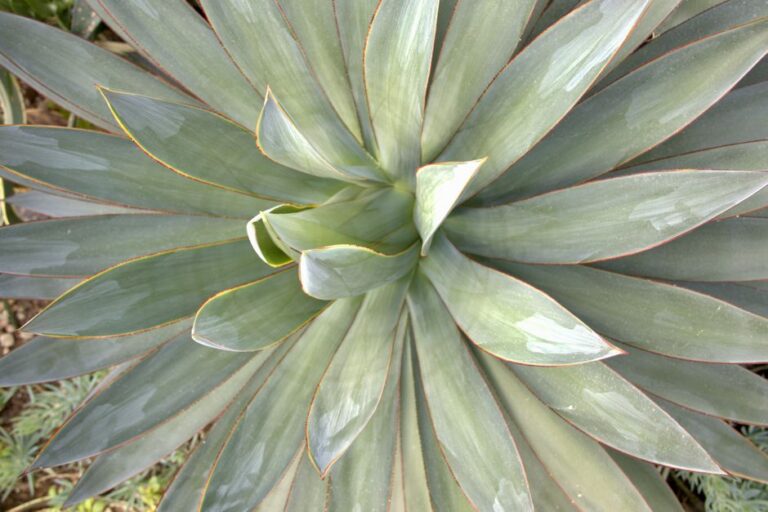 Detailed close-up of a green agave plant viewed from above with vivid leaves.